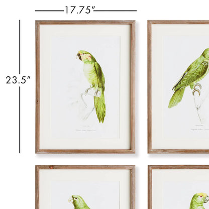 PARROT ILLUSTRATIONS IN GREEN, SET OF 4 - view 2