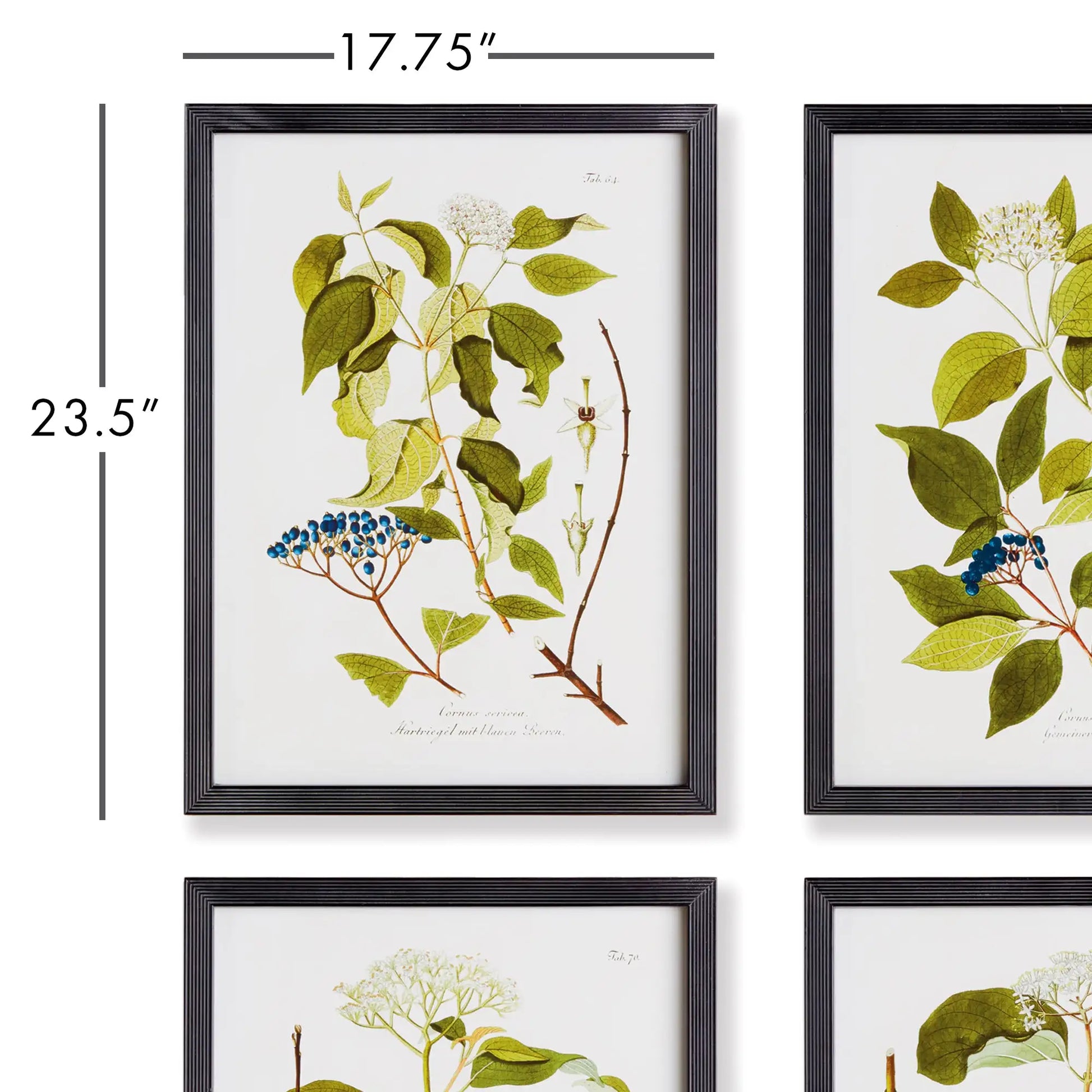FLORAL AND BERRY STUDY, SET OF 4 - view 2