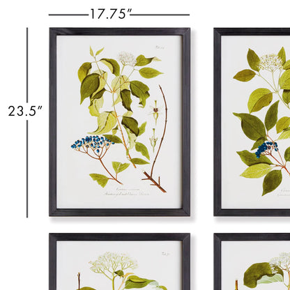 FLORAL AND BERRY STUDY, SET OF 4 - view 2