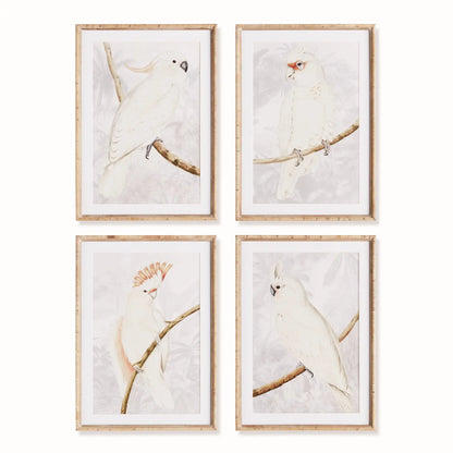 WHITE COCKATOO PRINTS, SET OF 4