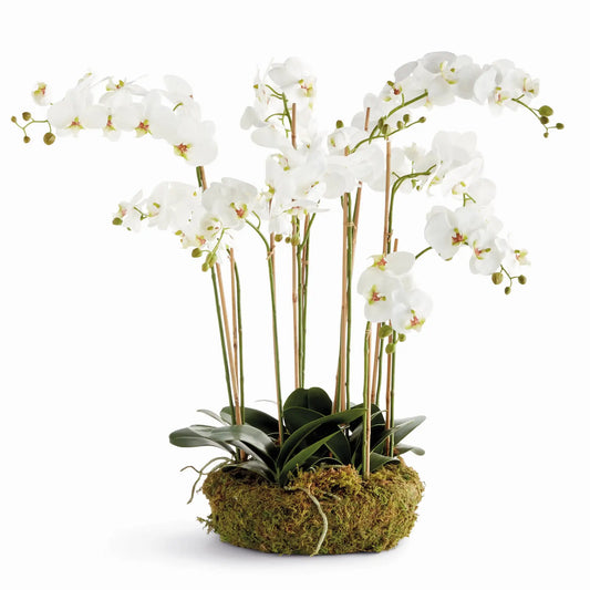 PHALAENOPSIS ORCHID BOWL DROP-IN 35"