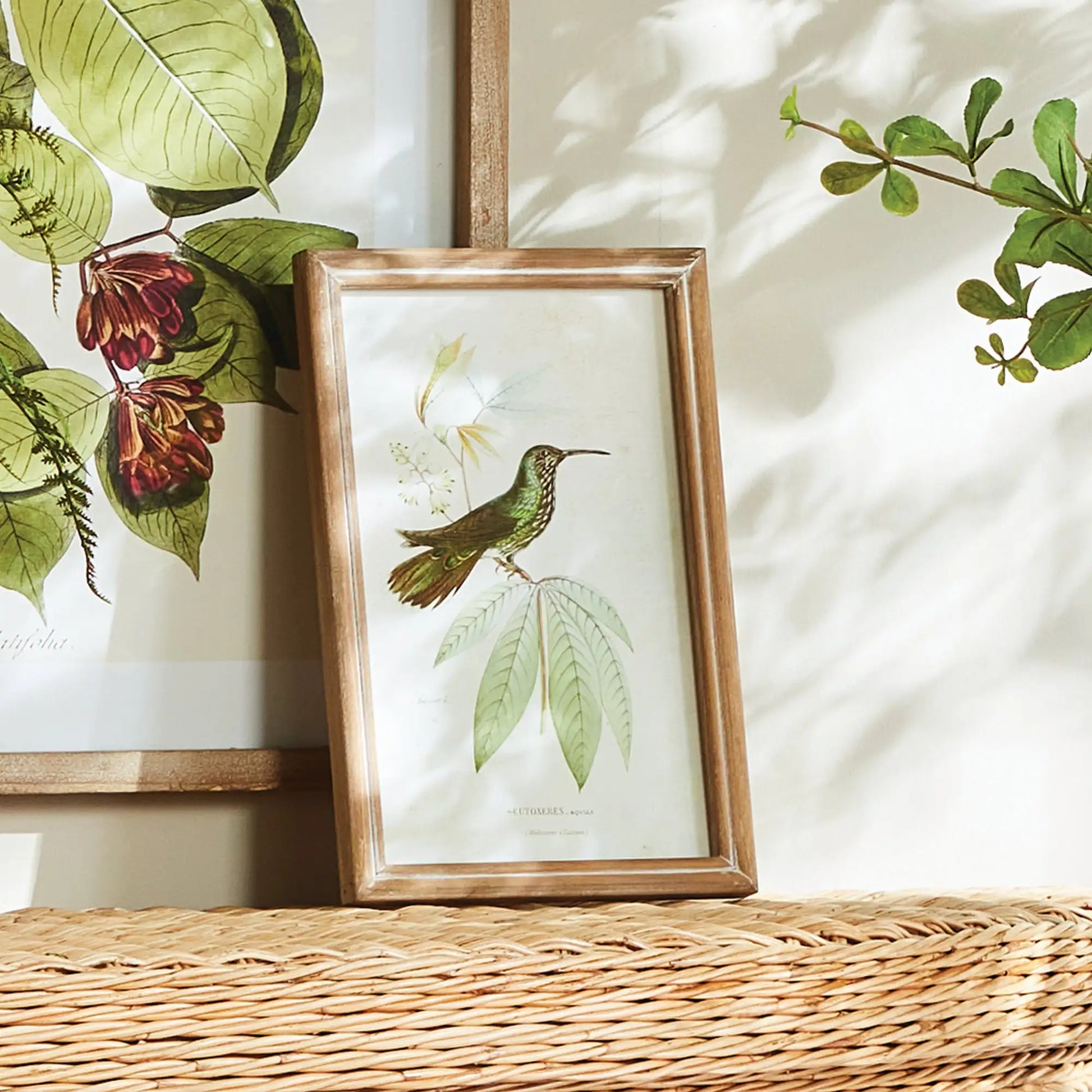 HUMMINGBIRDS IN BLOOMS STUDY, SET OF 8 - view 2