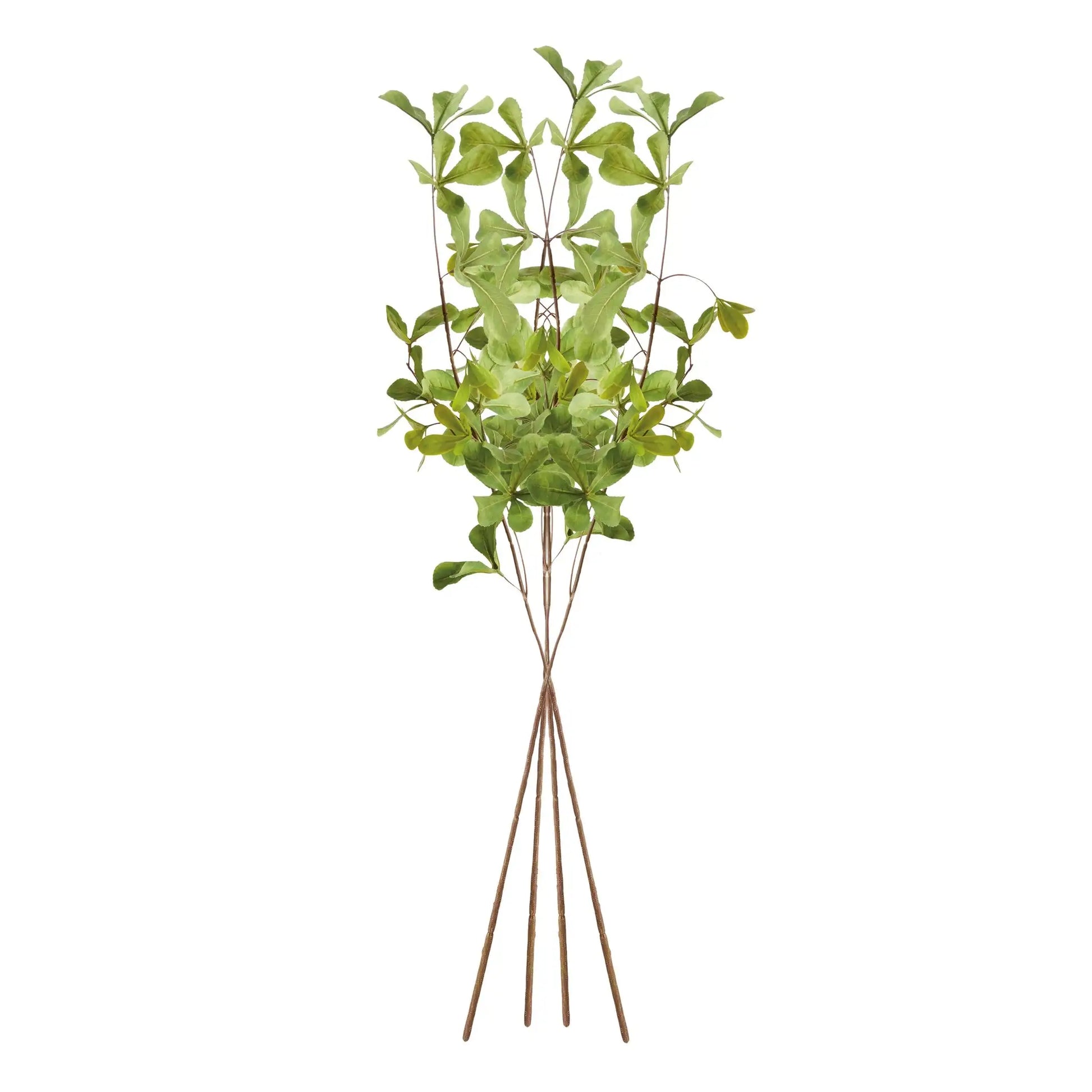 SHADY LADY BLACK OLIVE STEMS 28", SET OF 4 - view 2
