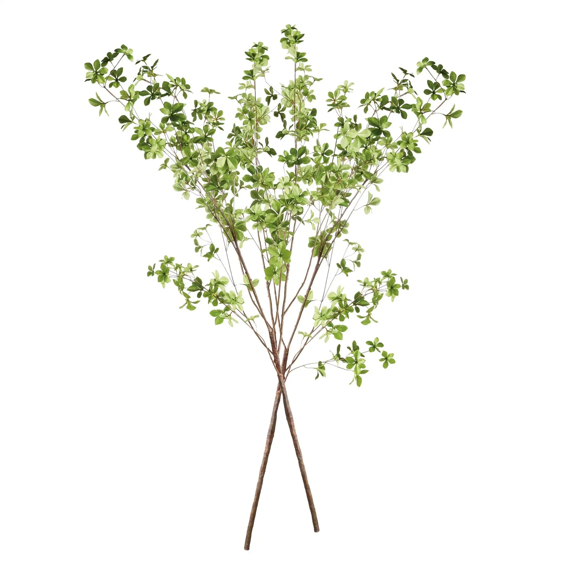SHADY LADY BLACK OLIVE BRANCHES 56", SET OF 2 - view 2