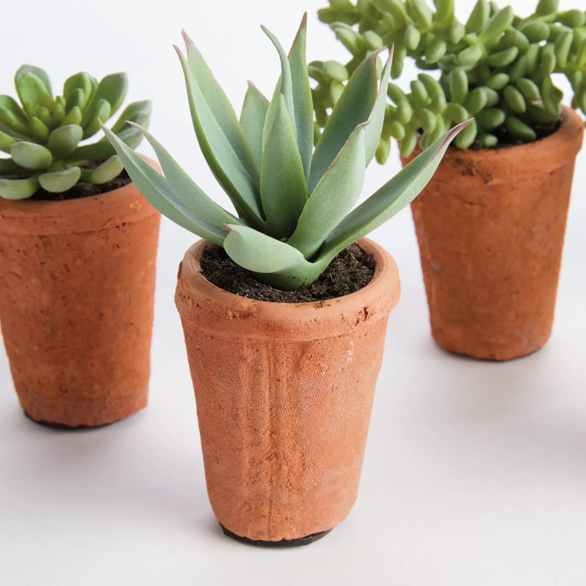 POTTED SUCCULENTS 8.5", SET OF 6 - view 2
