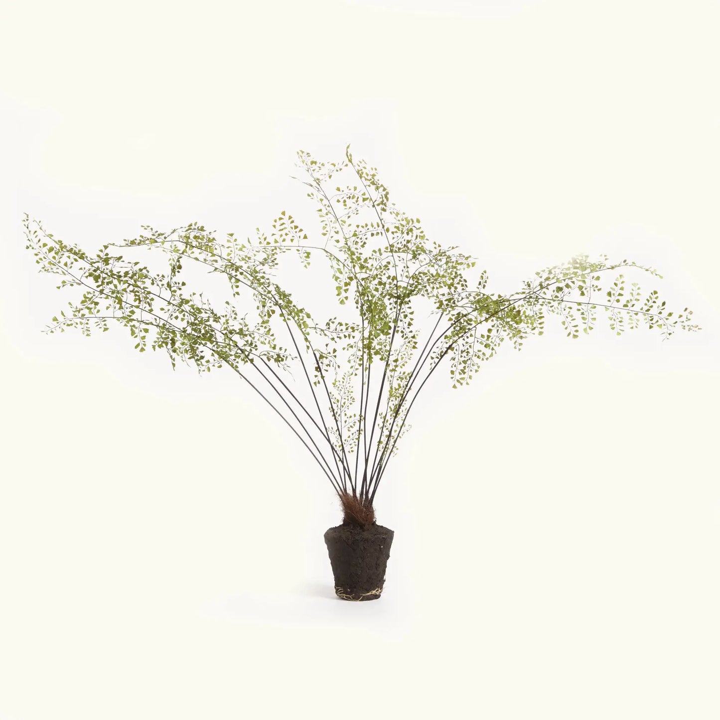 MAIDENHAIR DROP-IN 44"