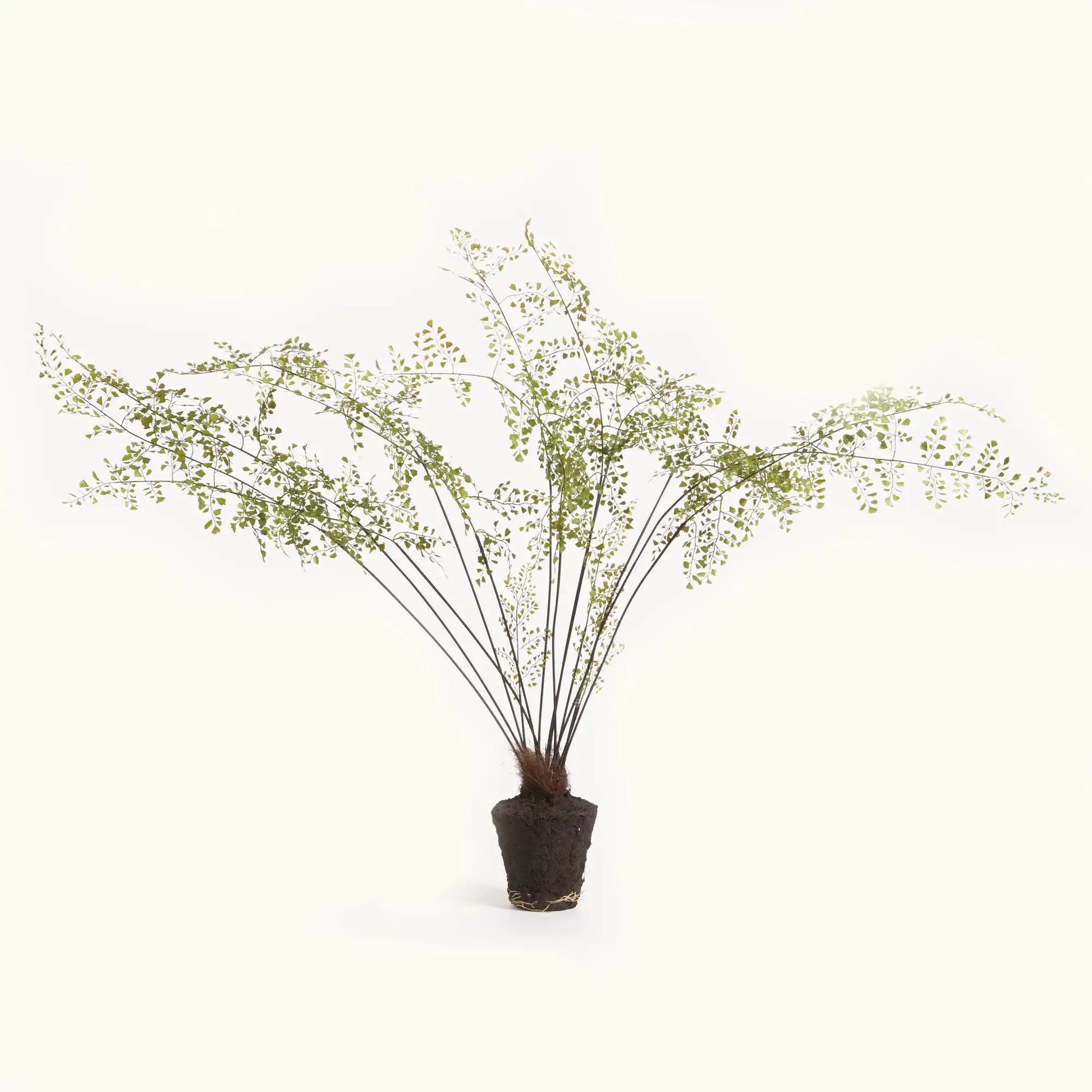MAIDENHAIR DROP-IN 44"