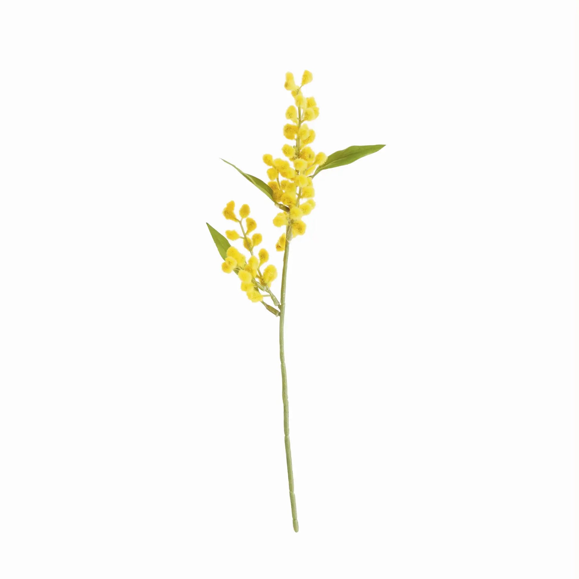 MIMOSA CUTTINGS 11", SET OF 12