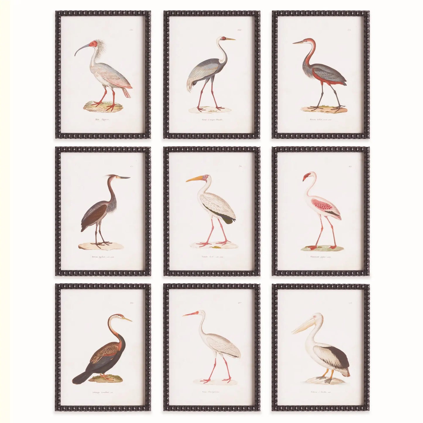 AQUATIC BIRDS STUDY, SET OF 9