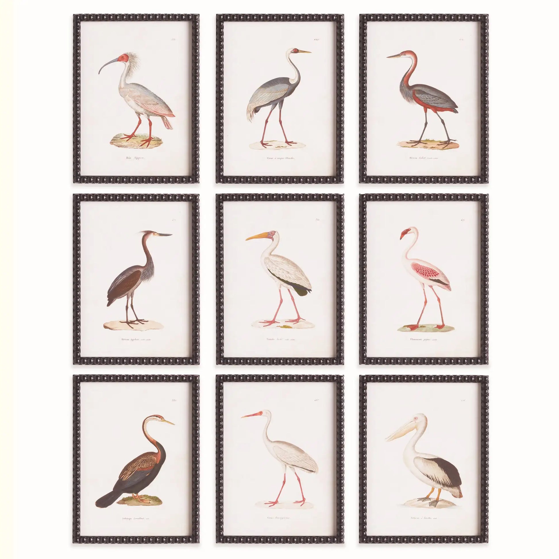 AQUATIC BIRDS STUDY, SET OF 9