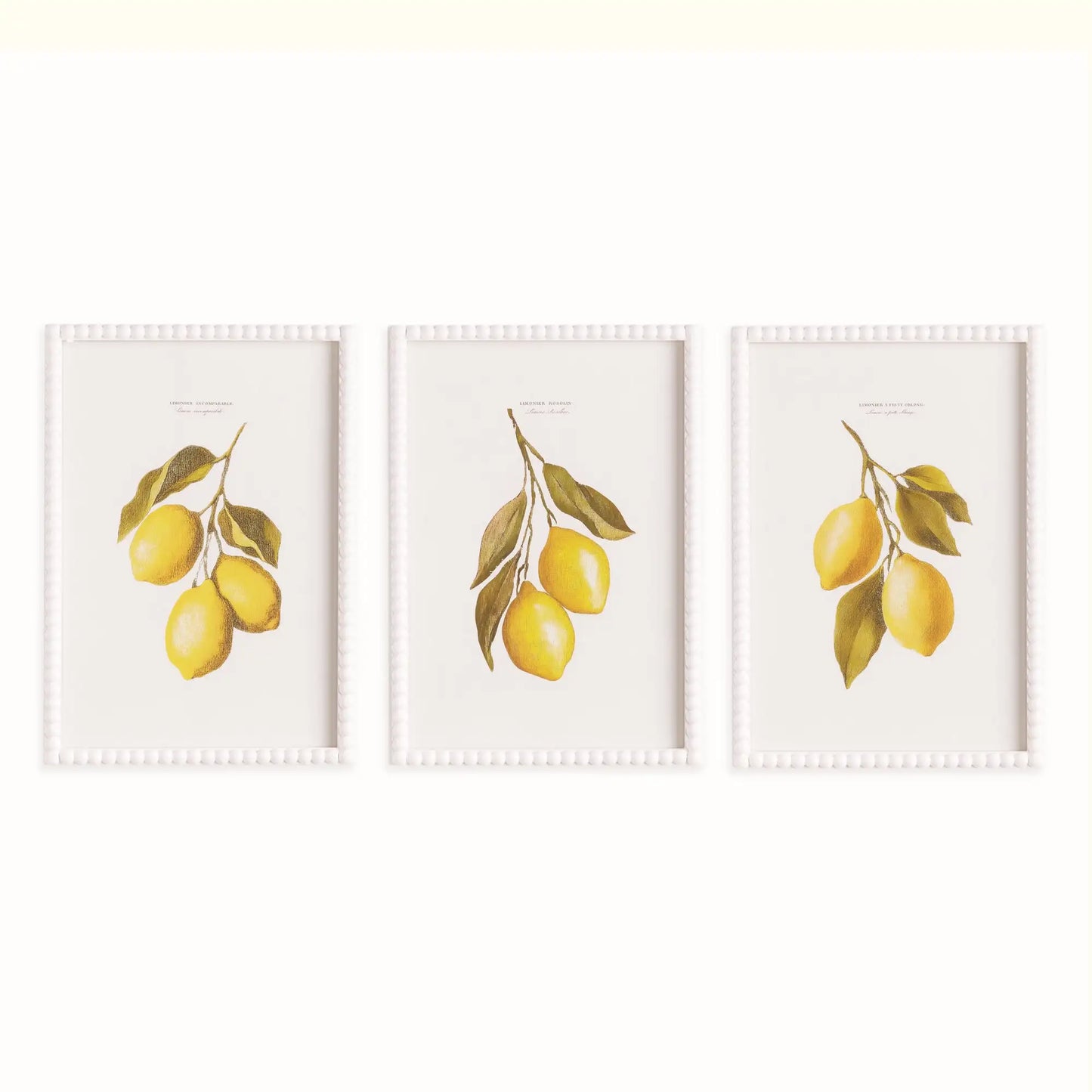 LEMON CUTTINGS STUDY, SET OF 3