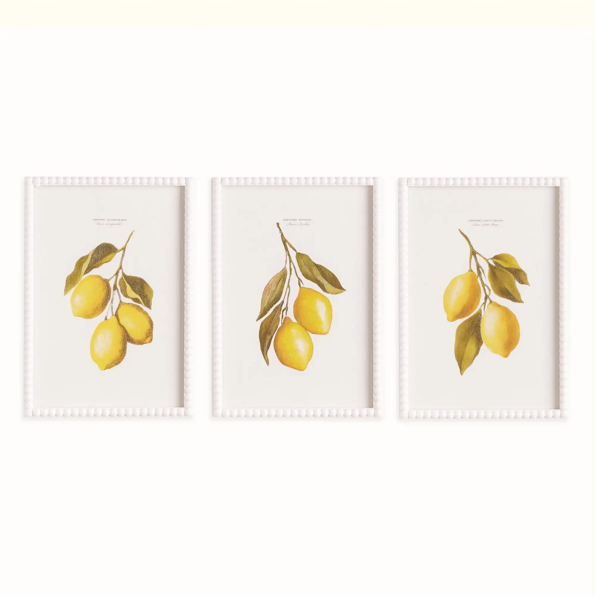 LEMON CUTTINGS STUDY, SET OF 3