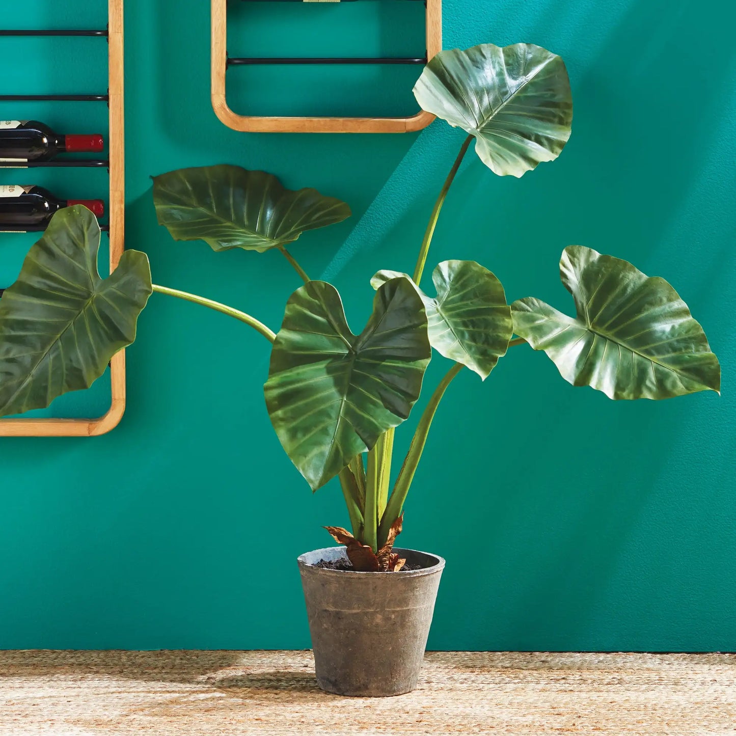 ALOCASIA POTTED 42" - view 2