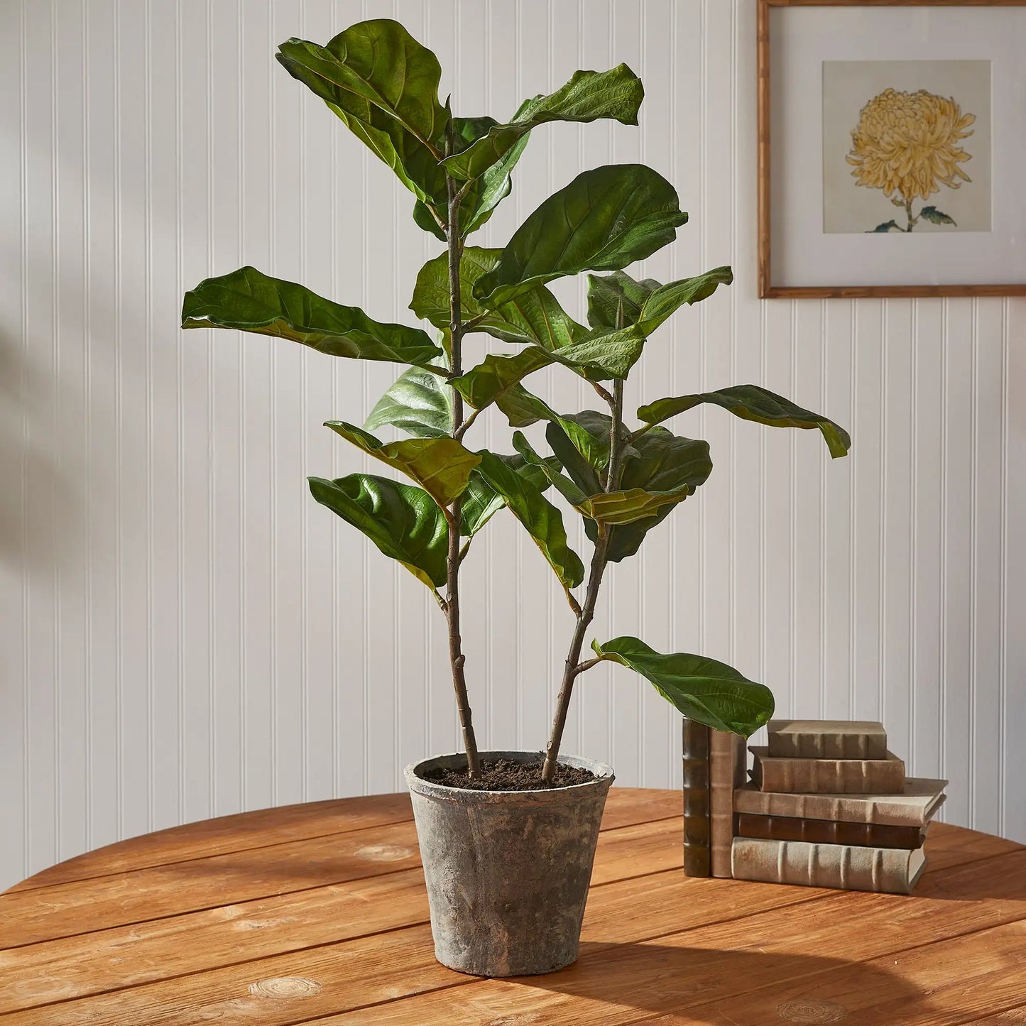 FIDDLE LEAF FIG POTTED 43" - view 2