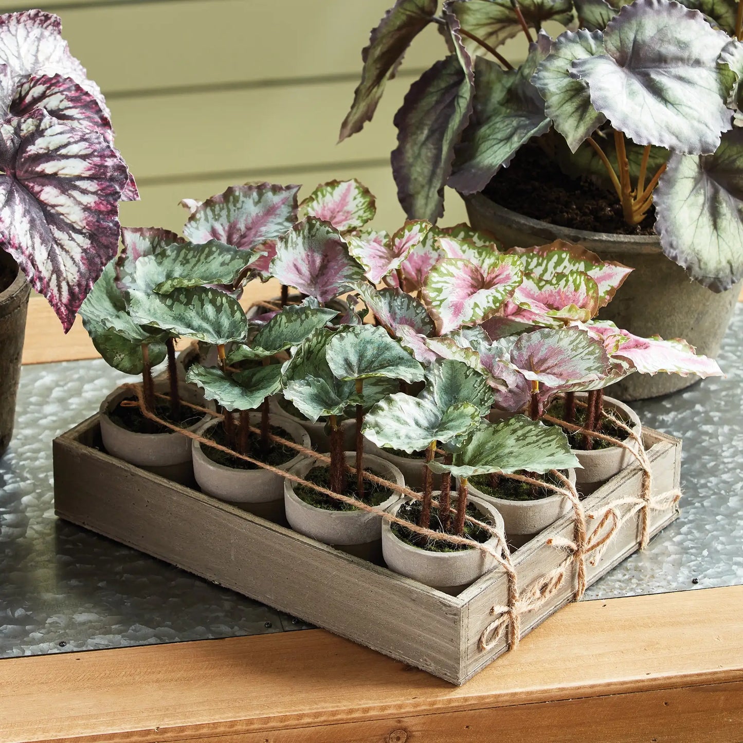 MINI BEGONIAS 5.5" POTTED, Set of 12 - view 2