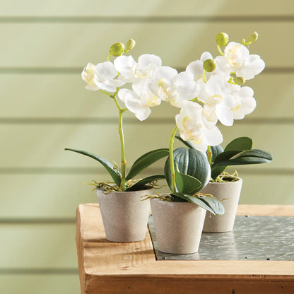 MINI PHALAENOPSIS 9" POTTED, Set of 12 - view 2