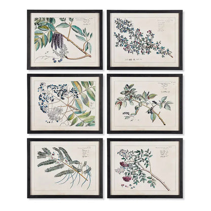 BERRY BRANCH BOTANICAL STUDY, SET OF 6
