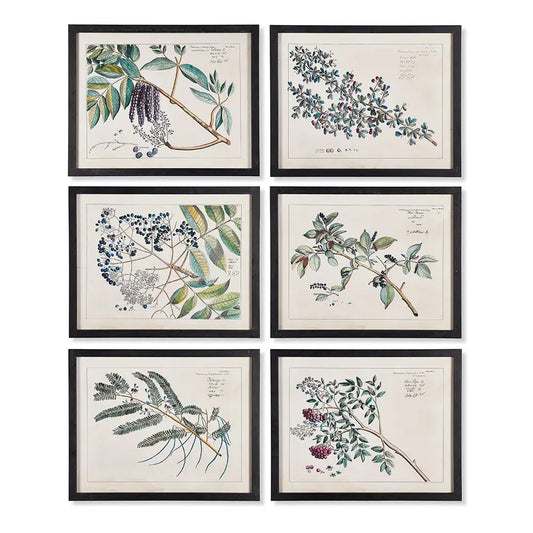 BERRY BRANCH BOTANICAL STUDY, SET OF 6