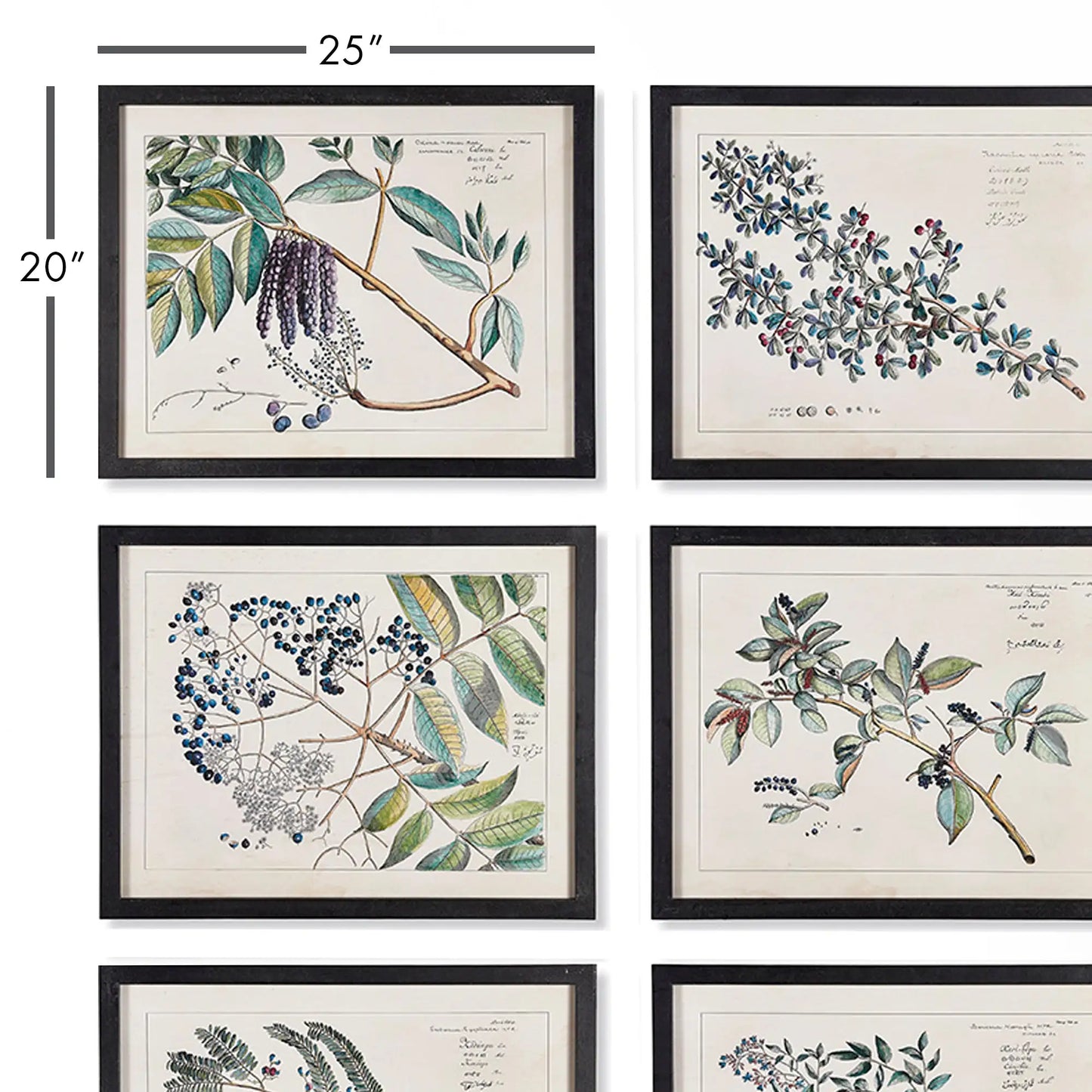 BERRY BRANCH BOTANICAL STUDY, SET OF 6 - view 2