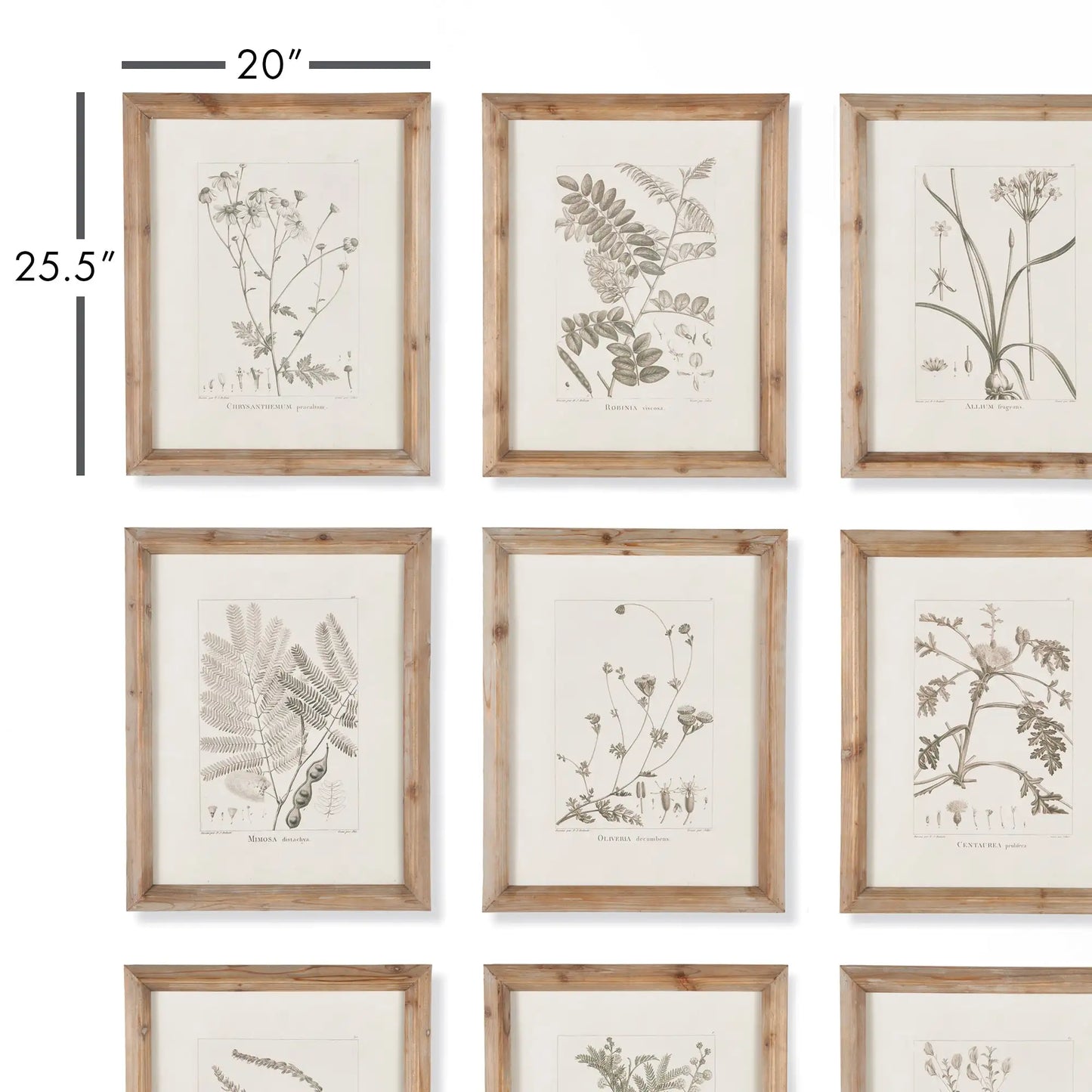 BOTANICAL ILLUSTRATIONS, SET OF 9 - view 2