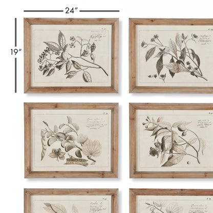 FRUIT BEARING BRANCH ILLUSTRATIONS, SET OF 6 - view 2