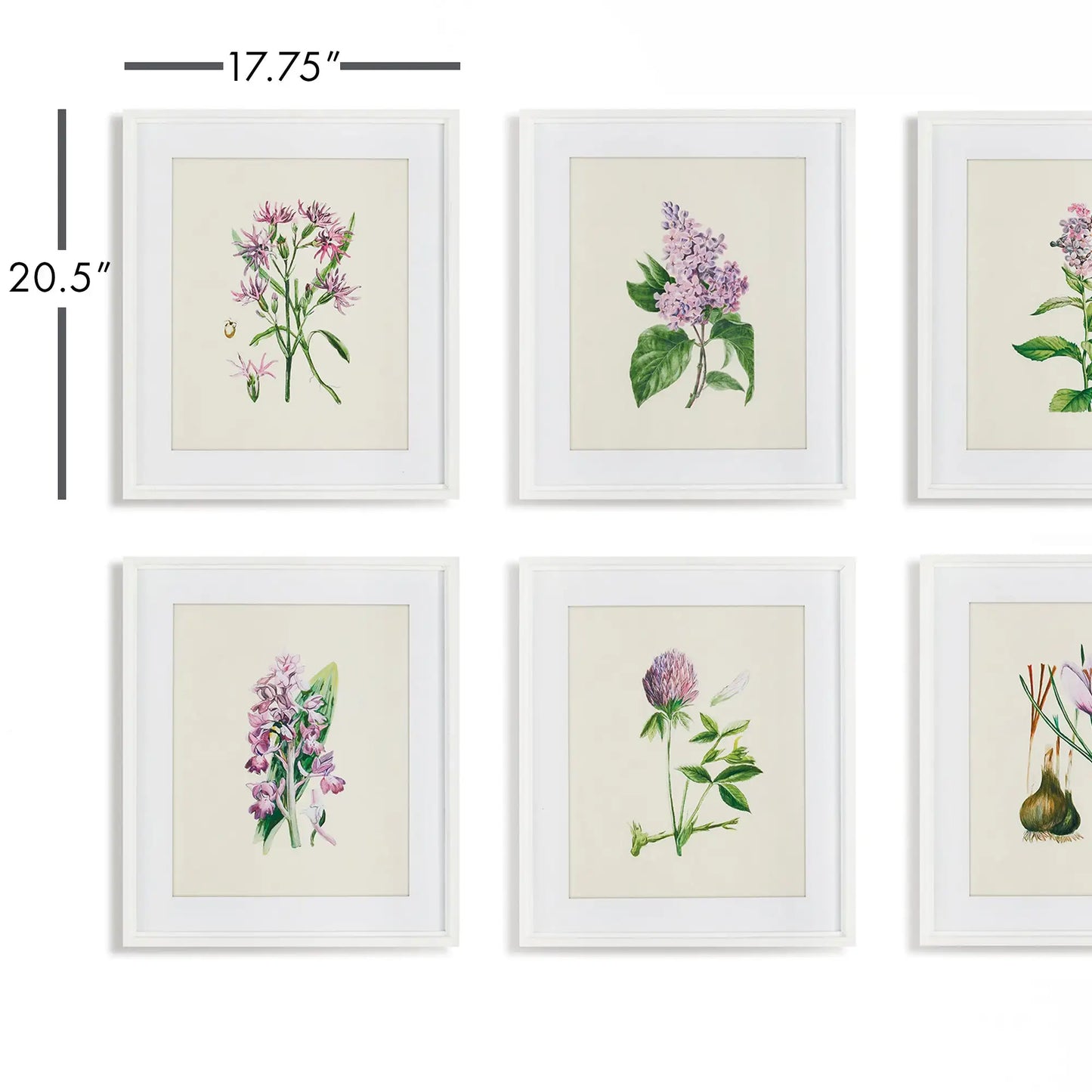 FLOWER STUDY PRINTS, SET OF 6 - view 2