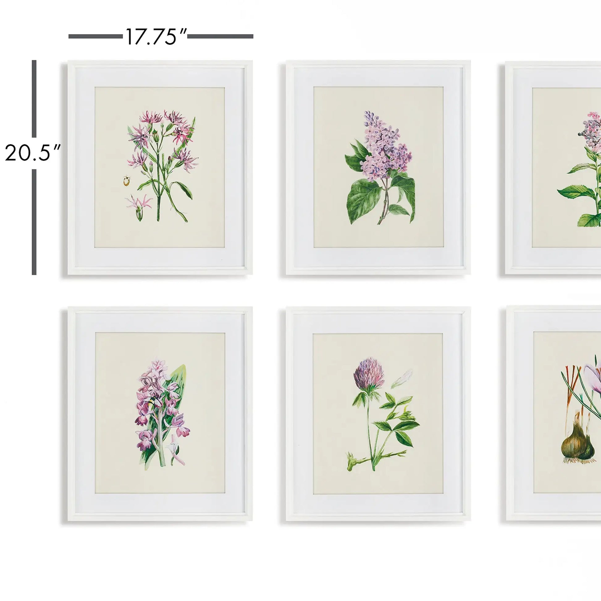 FLOWER STUDY PRINTS, SET OF 6 - view 2