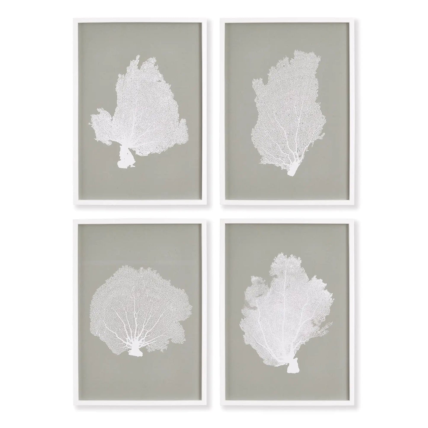 CORAL FANS STUDY, SET OF 4