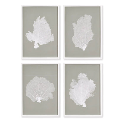 CORAL FANS STUDY, SET OF 4