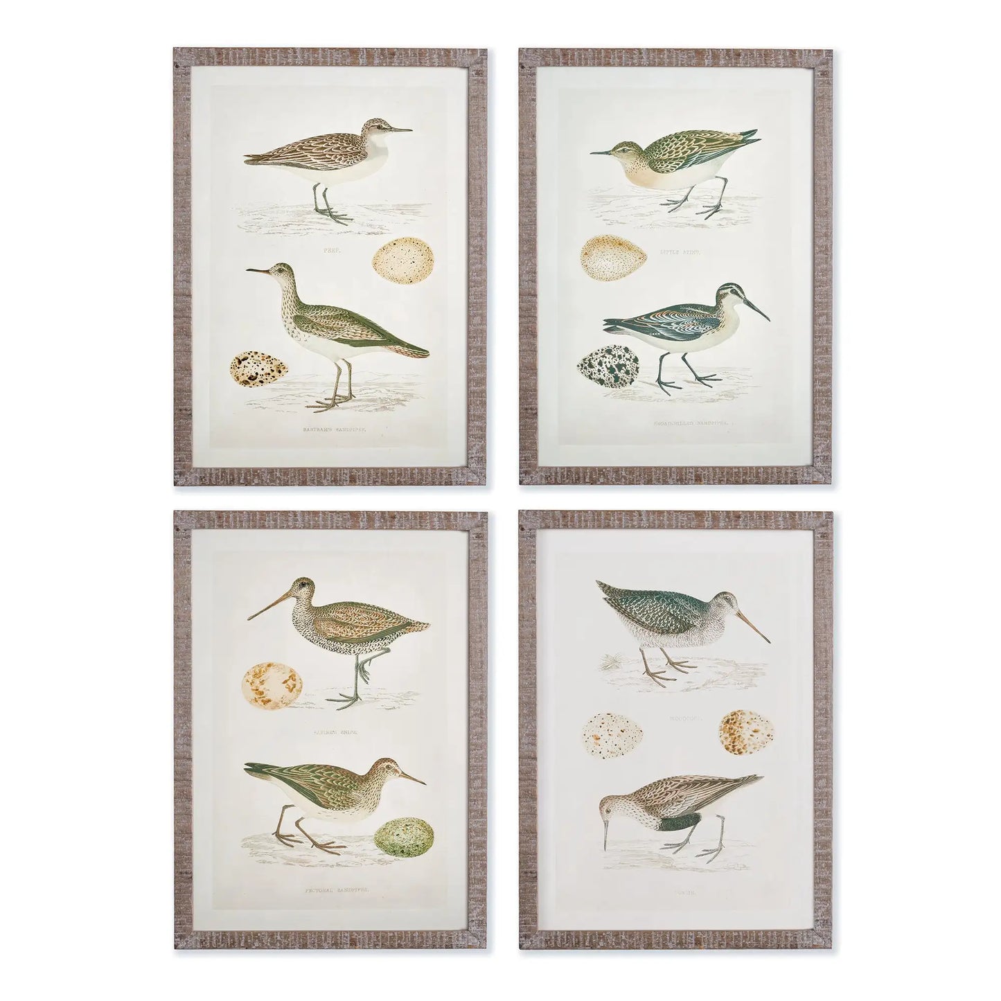 COASTAL BIRDS STUDY, SET OF 4