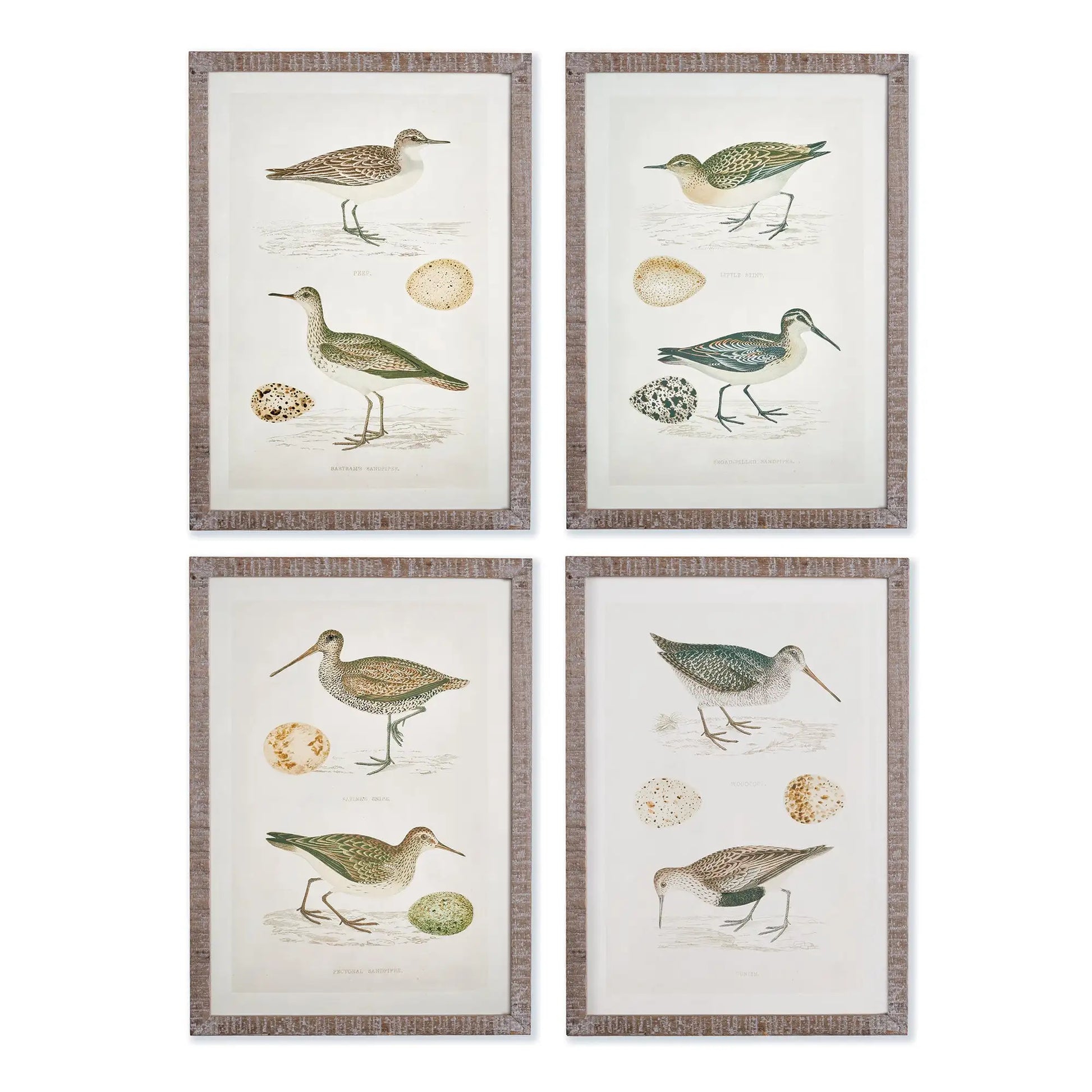COASTAL BIRDS STUDY, SET OF 4