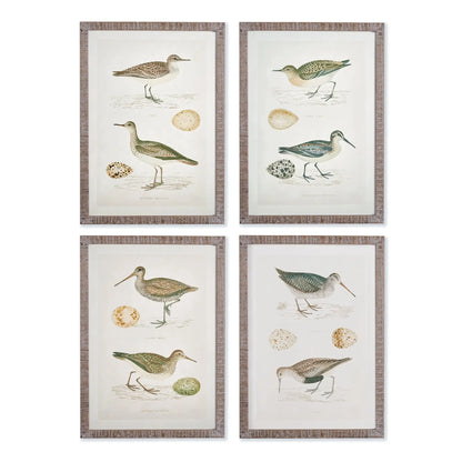 COASTAL BIRDS STUDY, SET OF 4