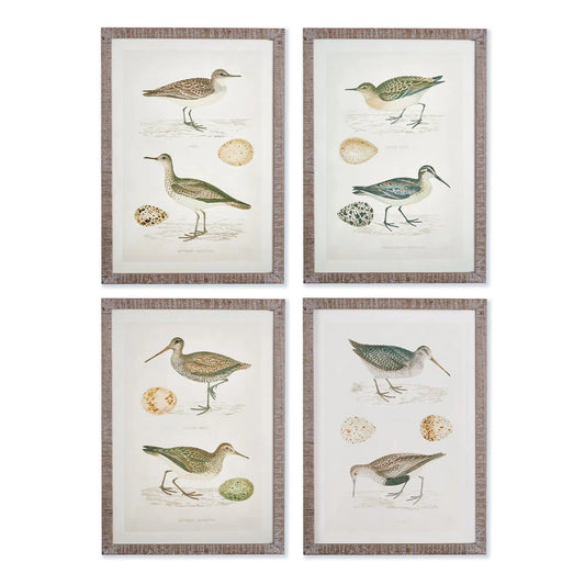 COASTAL BIRDS STUDY, SET OF 4