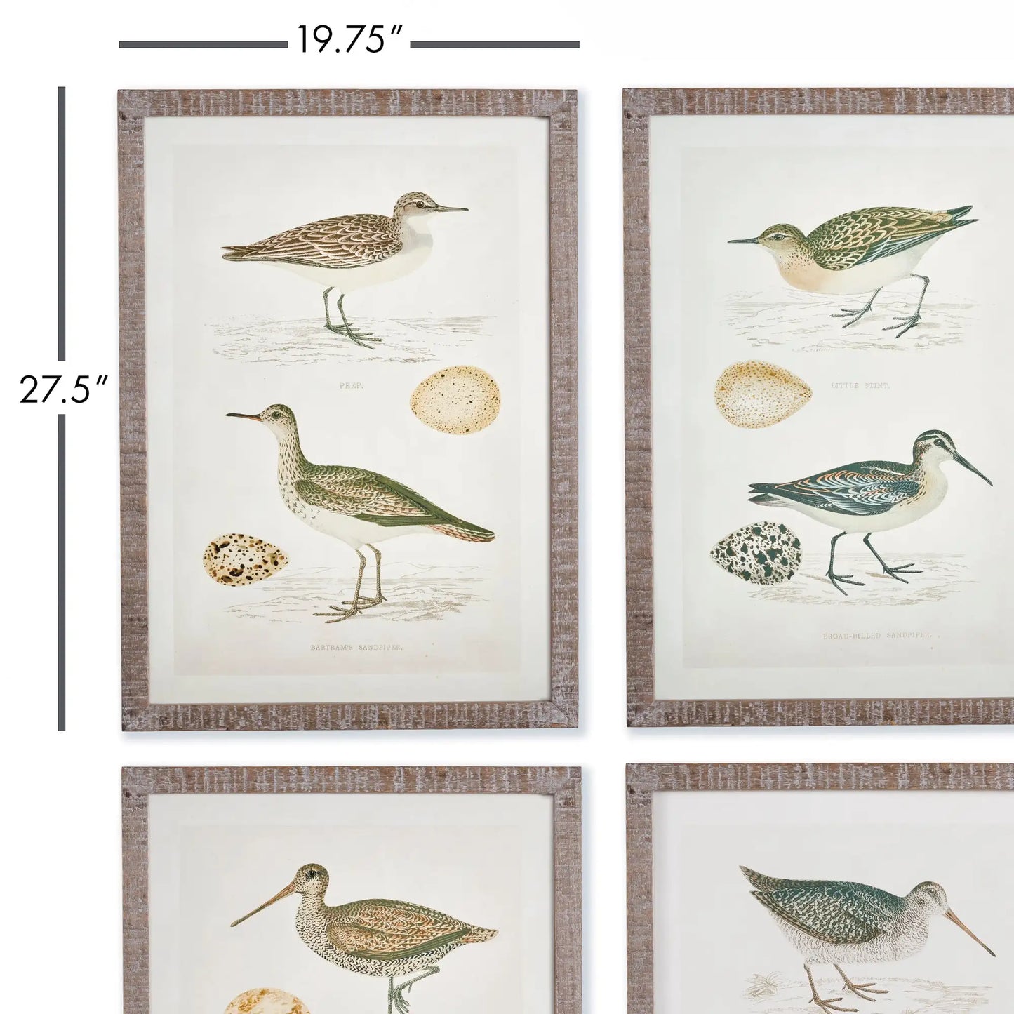 COASTAL BIRDS STUDY, SET OF 4 - view 2