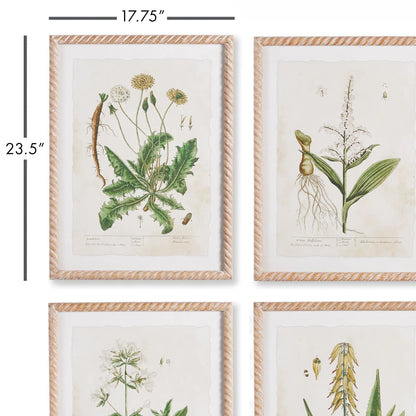 VINTAGE BOTANICAL STUDY, SET OF 4 - view 2