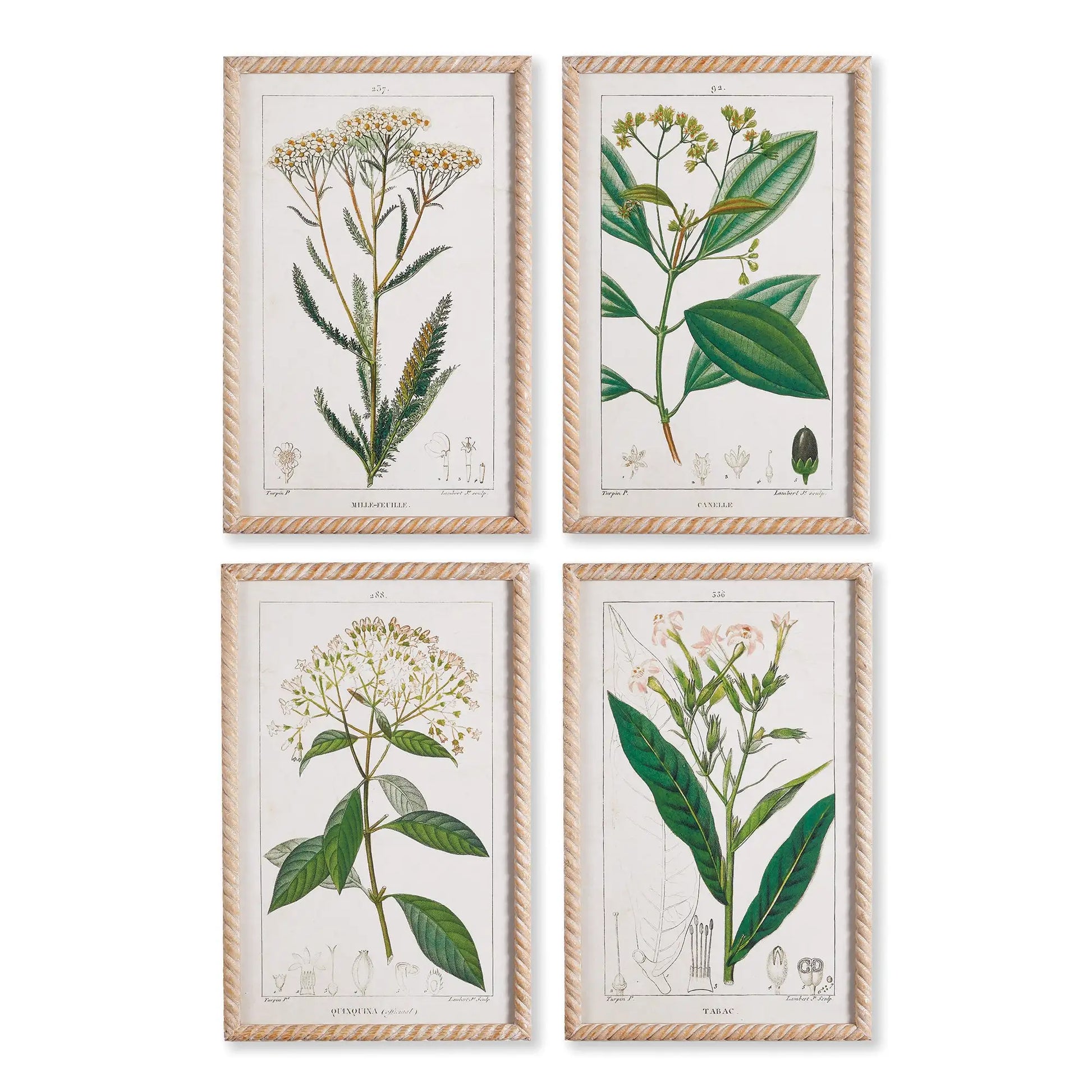 MEADOW BOTANICAL STUDY, SET OF 4
