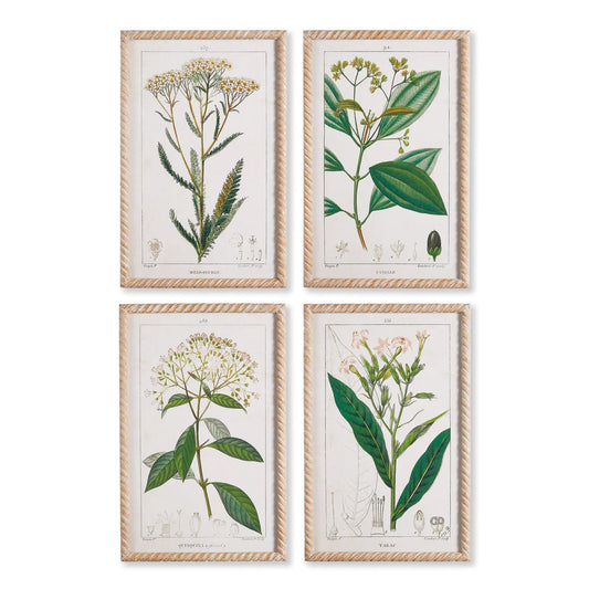 MEADOW BOTANICAL STUDY, SET OF 4