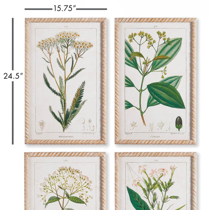 MEADOW BOTANICAL STUDY, SET OF 4 - view 2