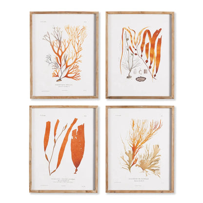 CORAL REEF STUDY, SET OF 4