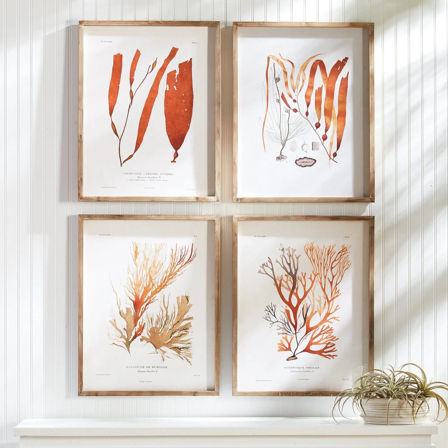 CORAL REEF STUDY, SET OF 4 - view 3