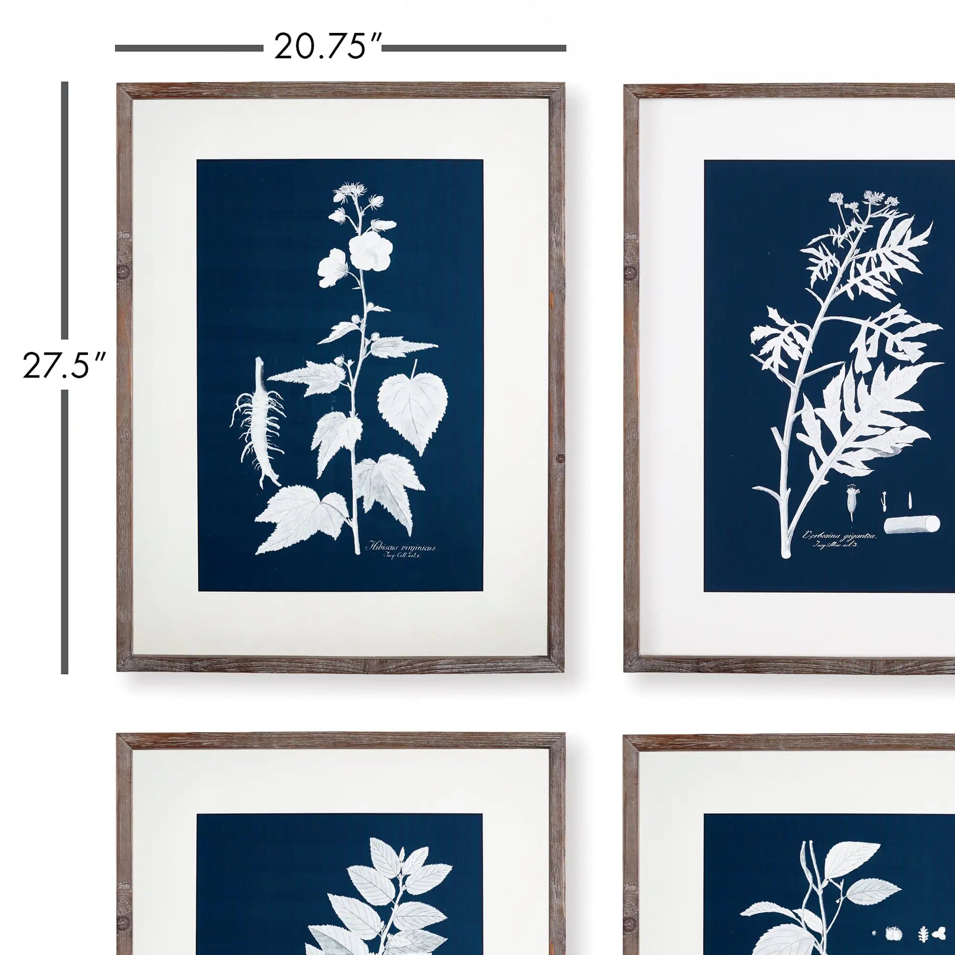CYANO BOTANICAL LEAF STUDY, SET OF 4 - view 2