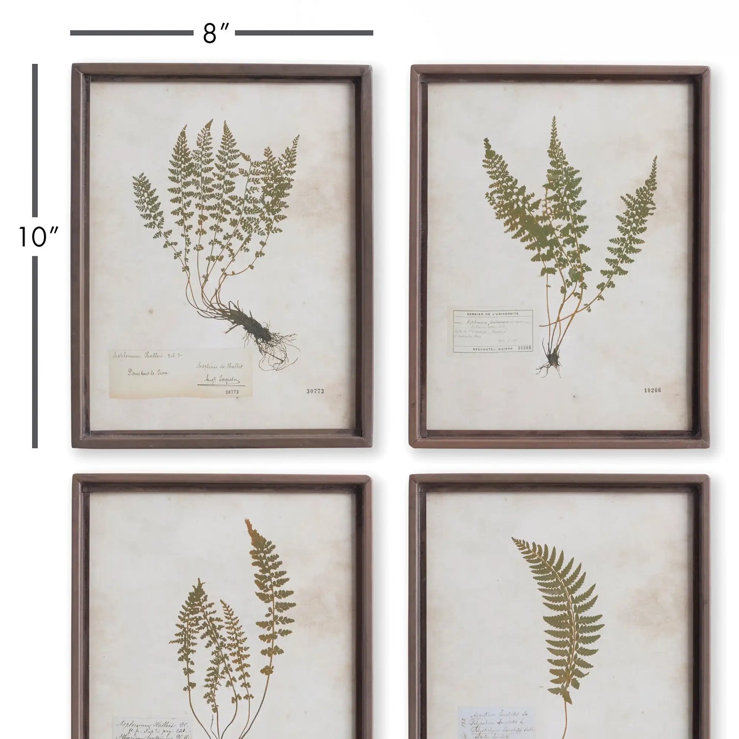 PETITE FROND PRINTS, SET OF 4 - view 2