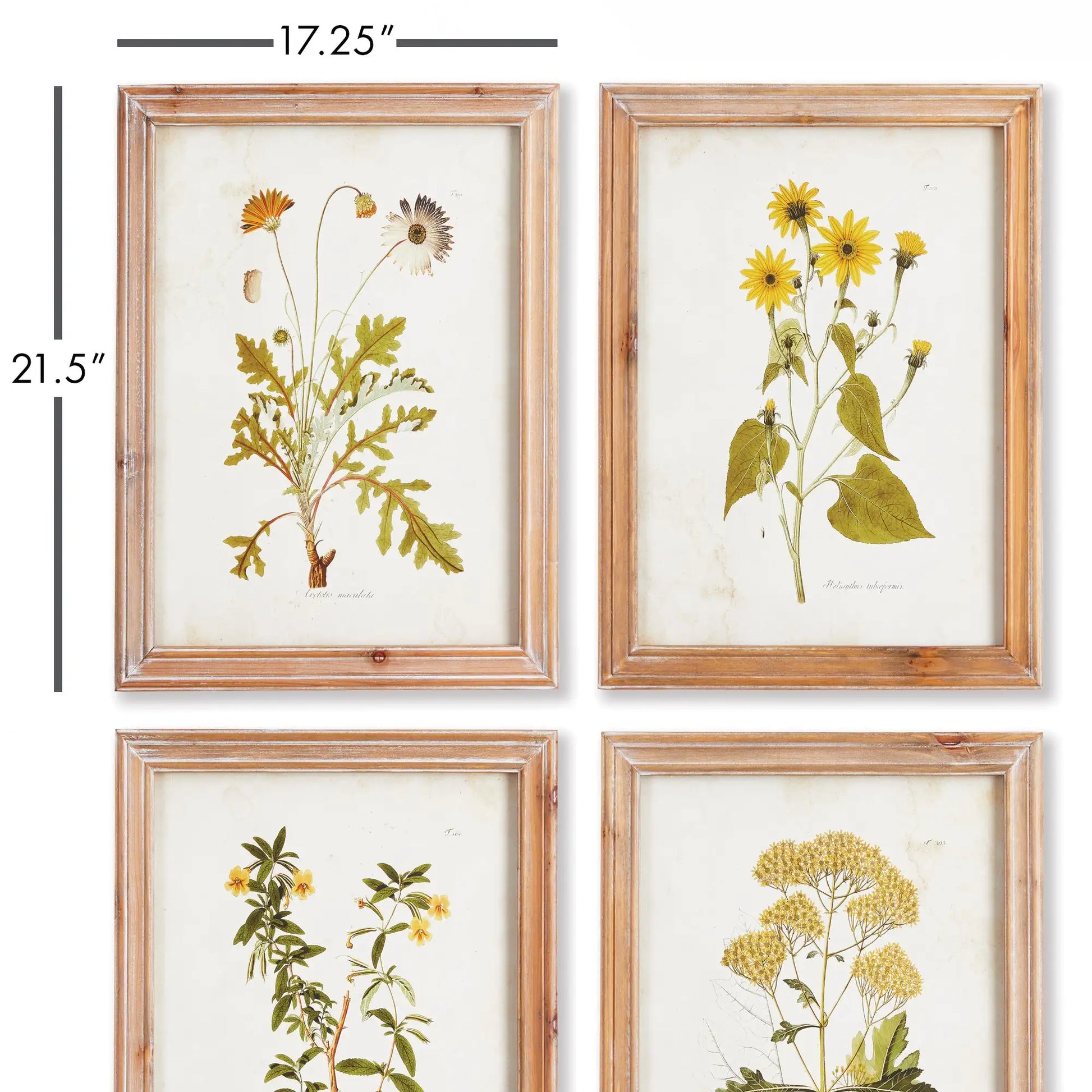 GOLDEN WILDFLOWER STUDY, SET OF 4 - view 2