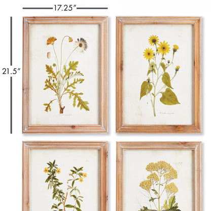 GOLDEN WILDFLOWER STUDY, SET OF 4 - view 2