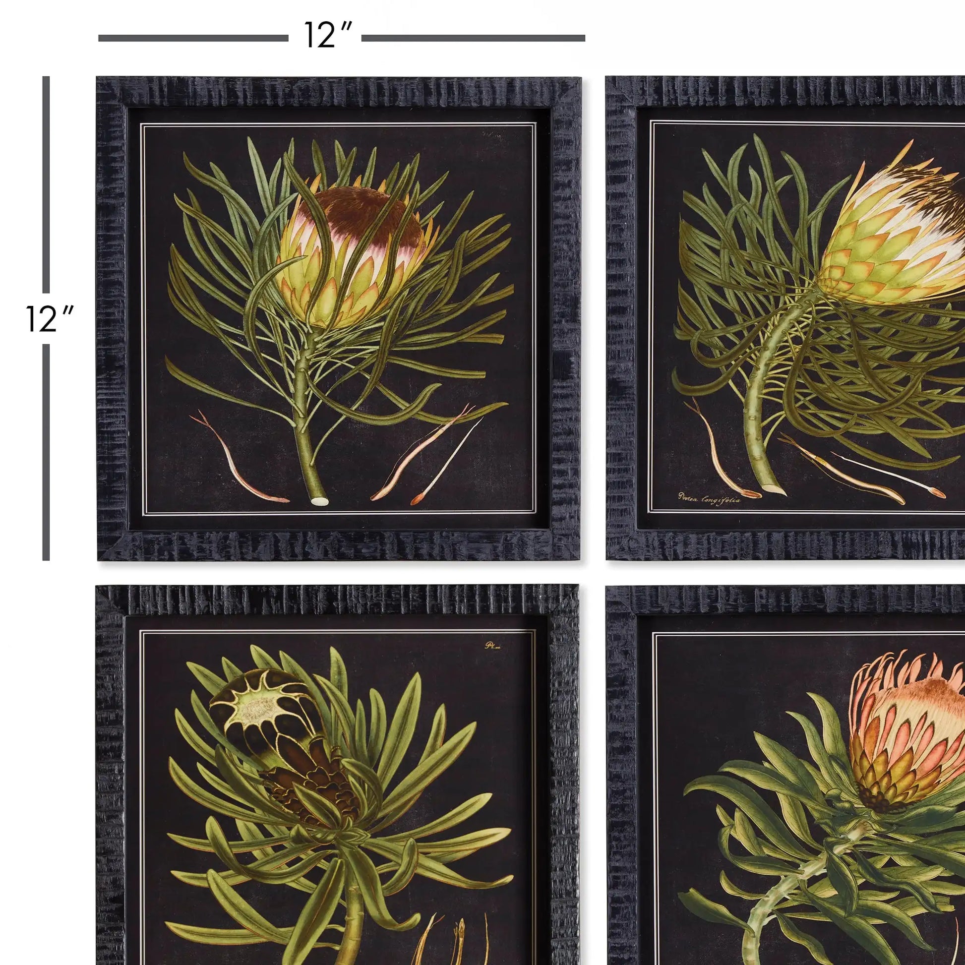 PROTEA PETITE PRINTS, SET OF 4 - view 2