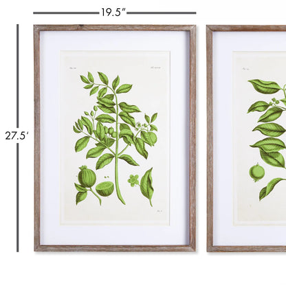 GUAVA PRINTS, SET OF 2 - view 2