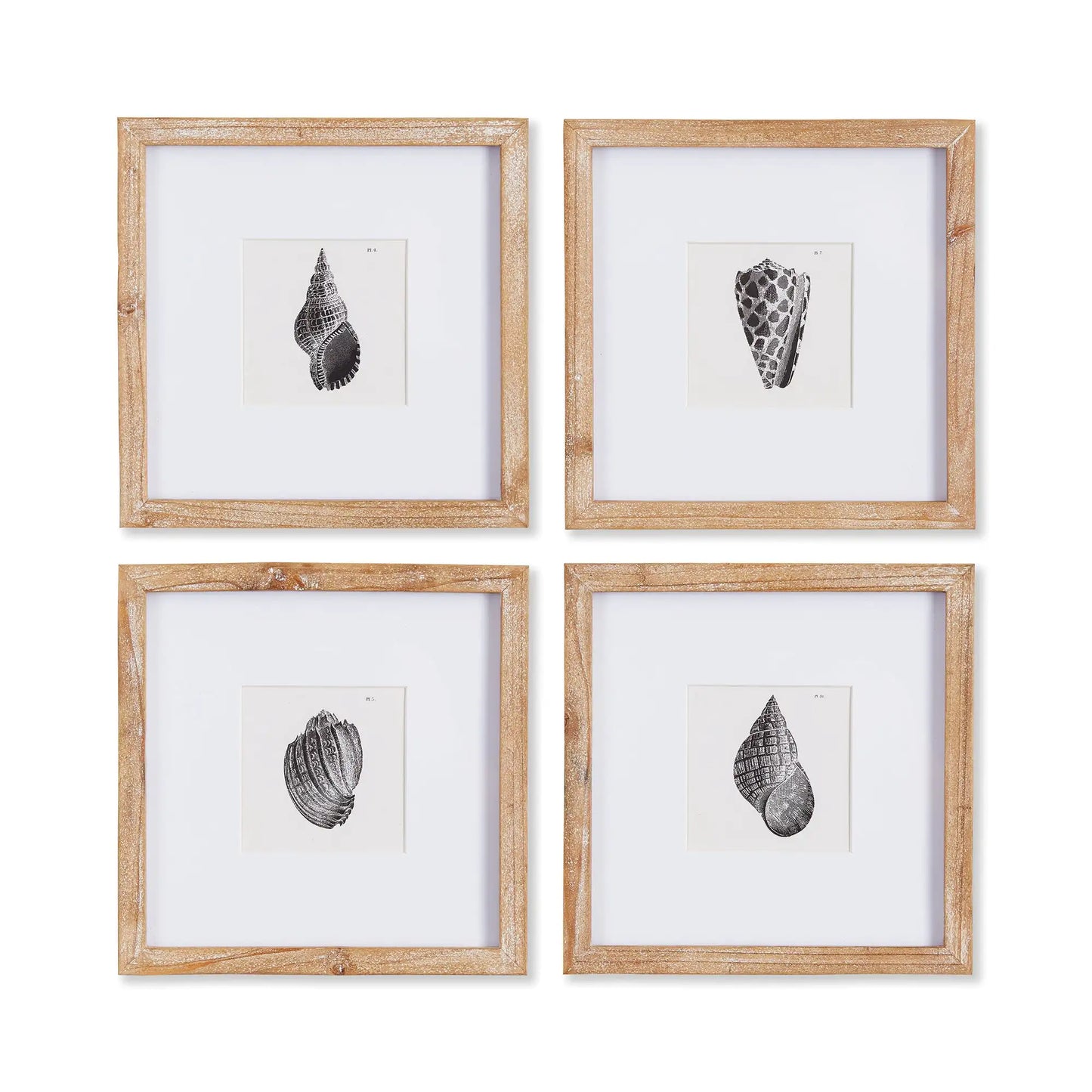 SEASHELL PETITE PRINTS, SET OF 4