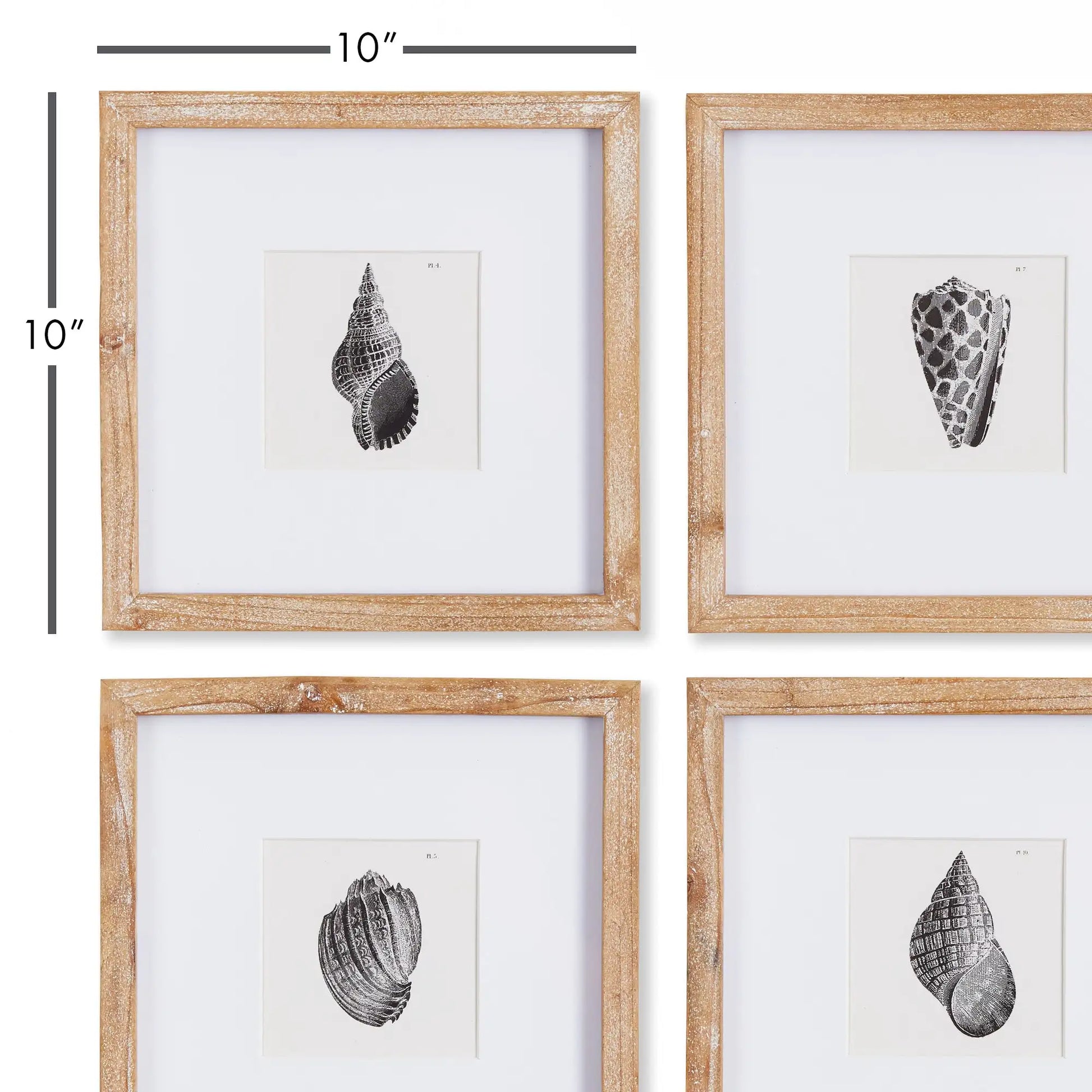 SEASHELL PETITE PRINTS, SET OF 4 - view 2