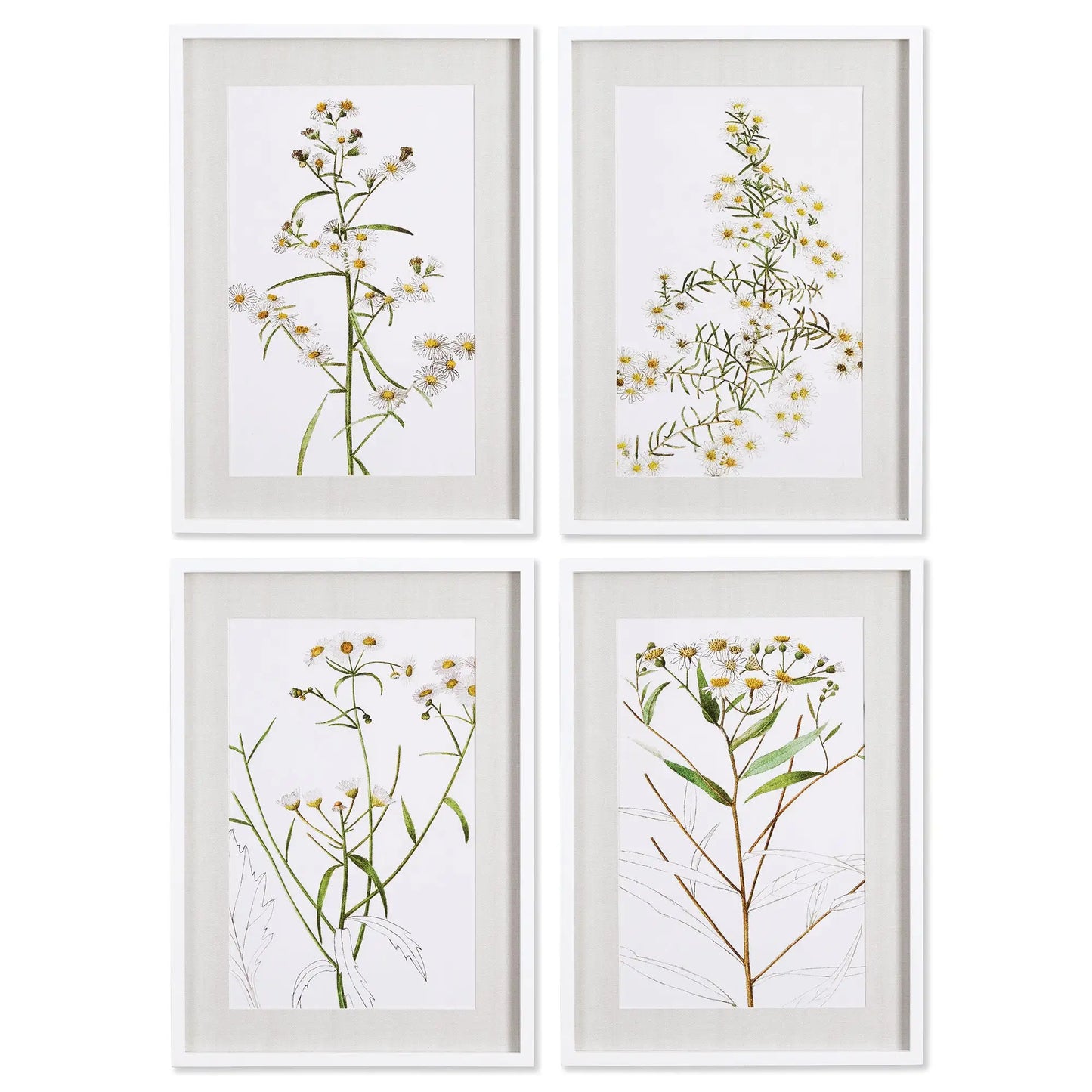 DAISY PRINTS, SET OF 4