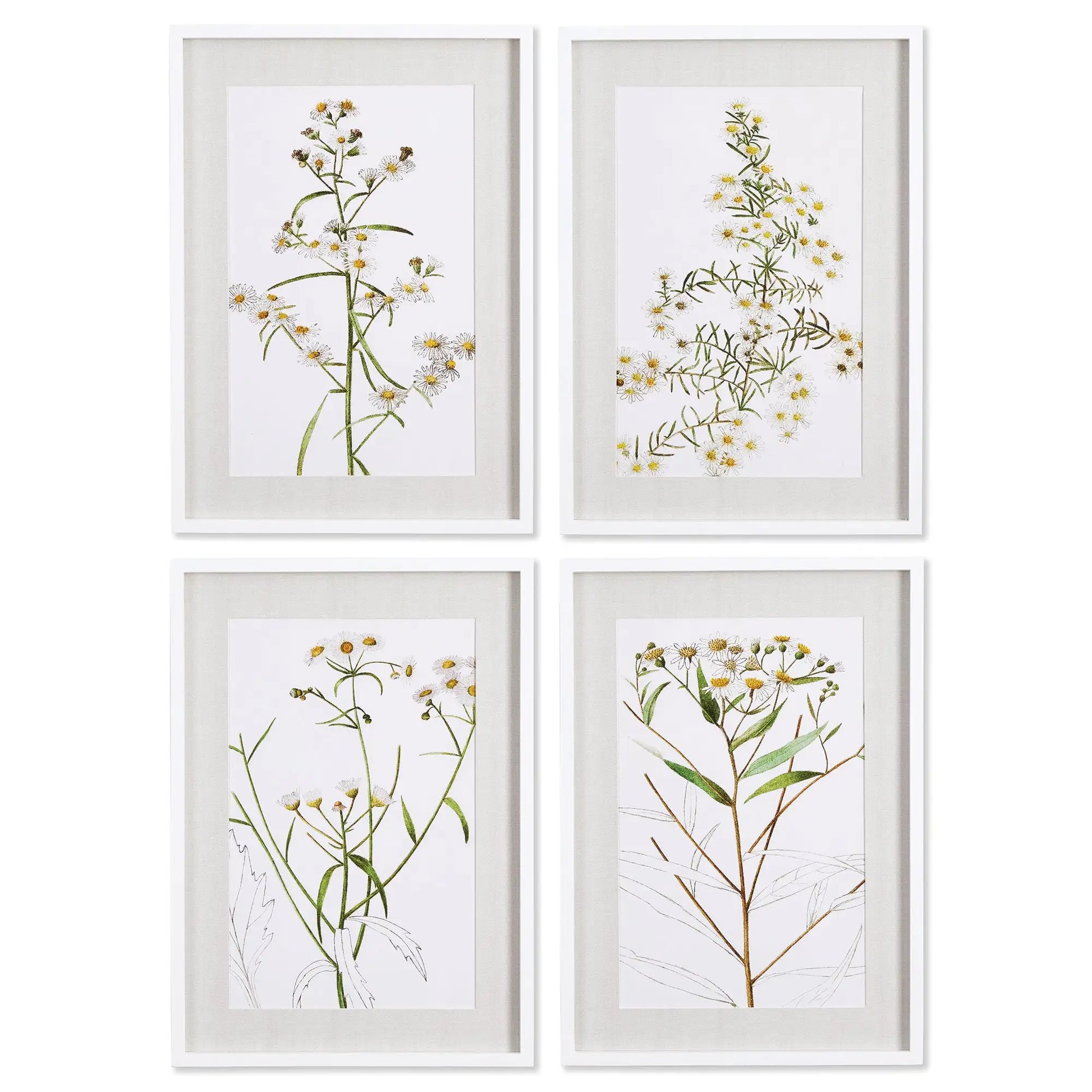 DAISY PRINTS, SET OF 4
